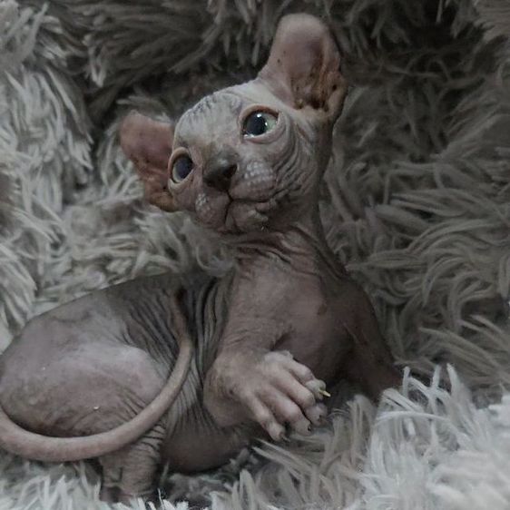 สฟิงซ์ (Sphynx) สฟิงซ์