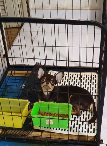 ชิวาวา (Chihuahua) เล็ก ชิวาวา
