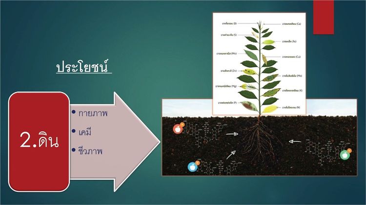 ดินทิพย์ ดีพลัส D-Plus ผลิตภัณฑ์สารปรับปรุงดิน จากสารอินทรีย์ธรรมชาติ มาพร้อมนวัตกรรมวาร์ปและคีเลต รูปที่ 10