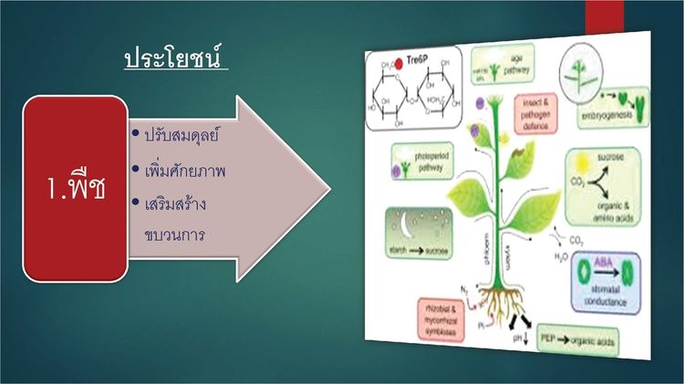 ดินทิพย์ ดีพลัส D-Plus ผลิตภัณฑ์สารปรับปรุงดิน จากสารอินทรีย์ธรรมชาติ มาพร้อมนวัตกรรมวาร์ปและคีเลต รูปที่ 8