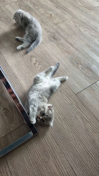 แมว Scottish fold  หู กระดิก  รูปที่ 5