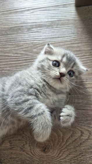 สก็อตติช โฟลด์ (Scottish Fold) แมว Scottish fold  หู กระดิก 