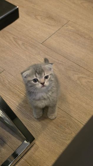 แมว Scottish fold  หู กระดิก  รูปที่ 3