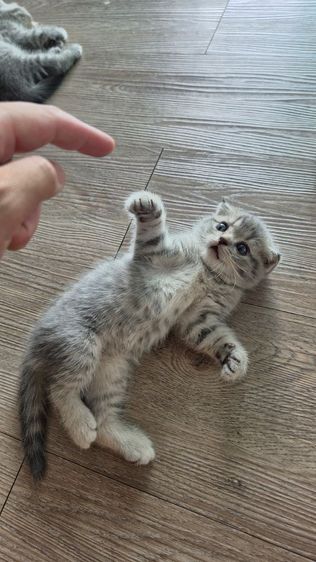 แมว Scottish fold  หู กระดิก  รูปที่ 4