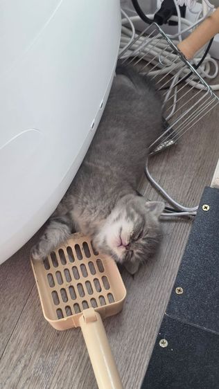 แมว Scottish fold  หู กระดิก  รูปที่ 8