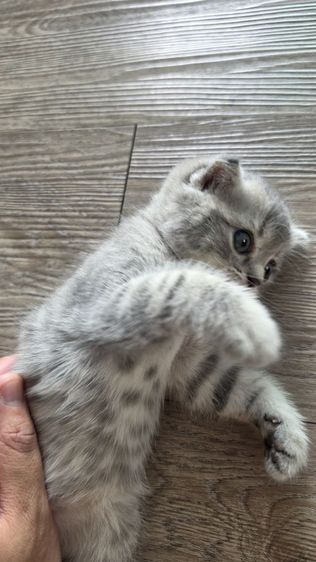 แมว Scottish fold  หู กระดิก  รูปที่ 6