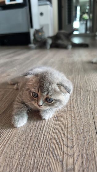 แมว Scottish fold  หู กระดิก  รูปที่ 10
