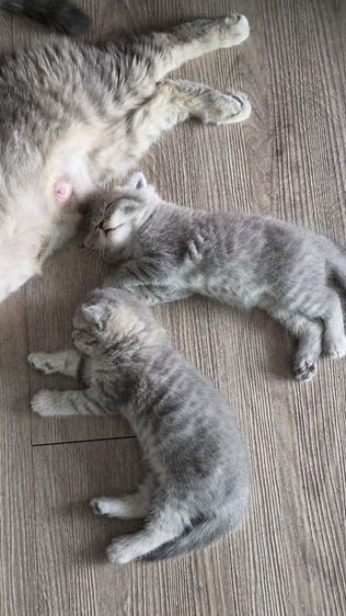 แมว Scottish fold  หู กระดิก  รูปที่ 9