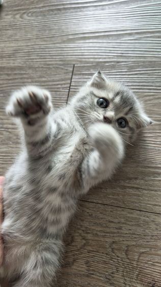 แมว Scottish fold  หู กระดิก  รูปที่ 7