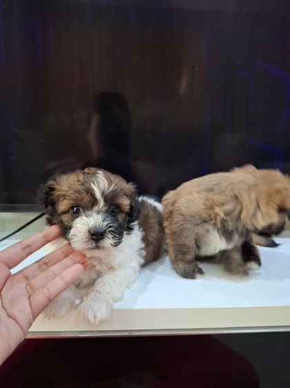 ชิสุ (Shih Tzu) เล็ก ขิสุพุดเดิ่ล