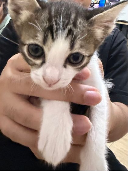 วิเชียรมาศ (Siamese Cat) แมวอายุ 1 เดือน 11 วัน