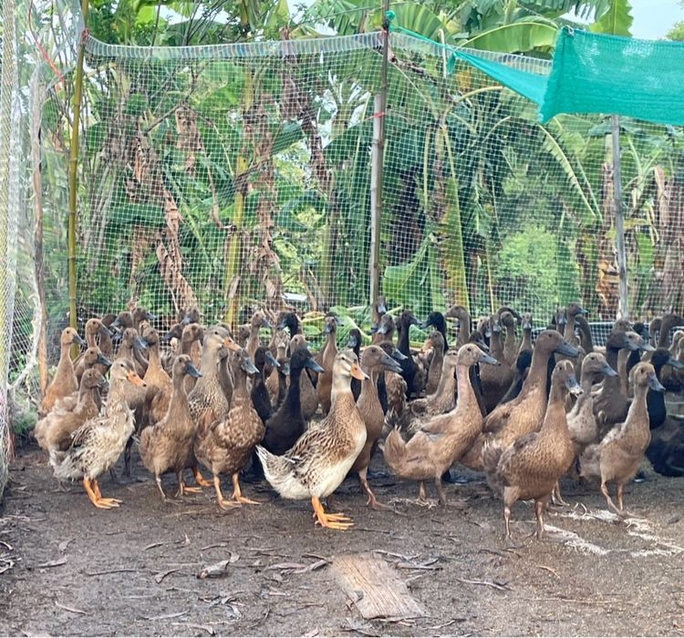 เป็ดไข่ตัวเมีย