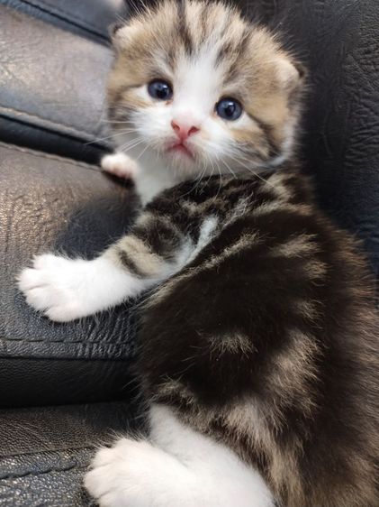 สก็อตติช โฟลด์ (Scottish Fold) แมวสก็อตติชโฟลด์