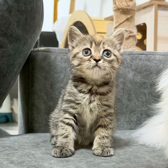 สก็อตติช โฟลด์ (Scottish Fold) ลูกแมวสกอตติส