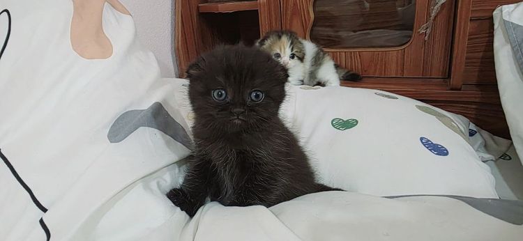 สก็อตติช โฟลด์ (Scottish Fold) เปิดจอง
