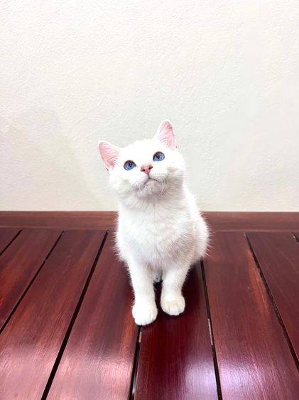 ลูกแมว British Shorthair (ลูกแชมป์)