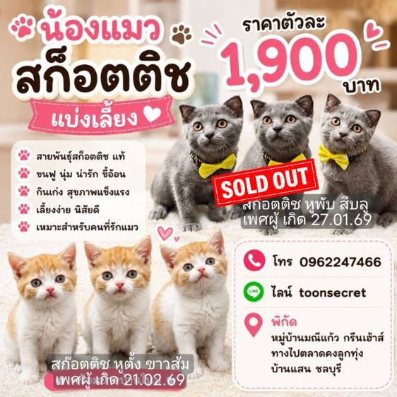   สก๊อตติช ลดราคา ด่วน 