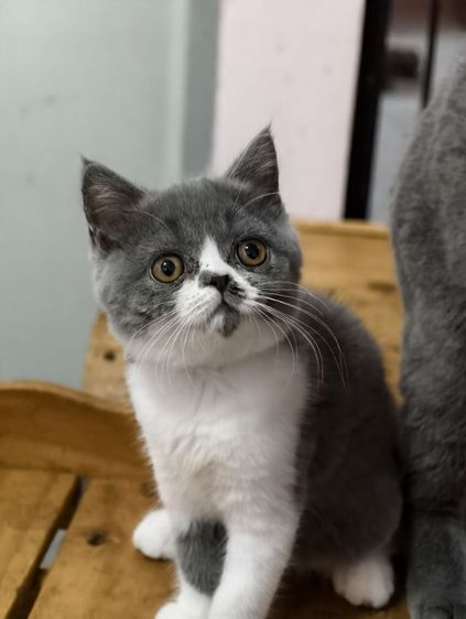 บริติช ชอร์ตแฮร์ (British Shorthair) บริทิช ช็อทแฮร์ เทา บลู ผู้ เมีย
