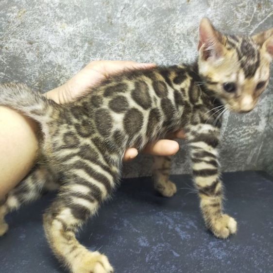 เบงกอล (Bengal House Cat) ปิดการขาย