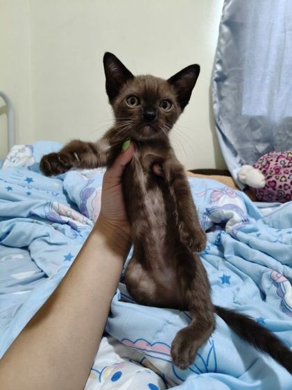 สก็อตติช โฟลด์ (Scottish Fold) สก้อตติช