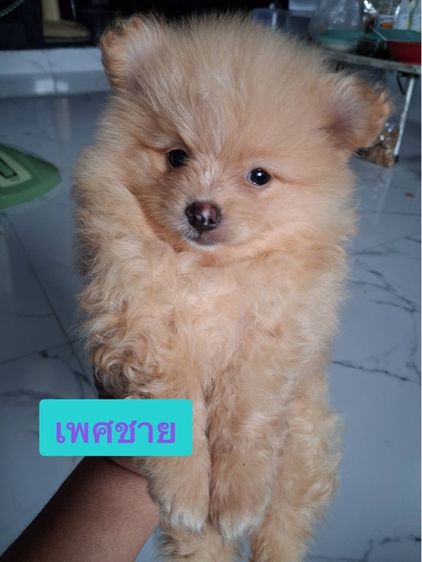 ปอมเมอเรเนียน (Pomeranian) เล็ก สุนัข ปอมเมอเรเนียนแท้ 
