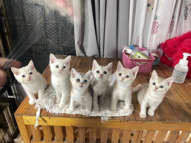 สก็อตติช โฟลด์ (Scottish Fold)+บริติส