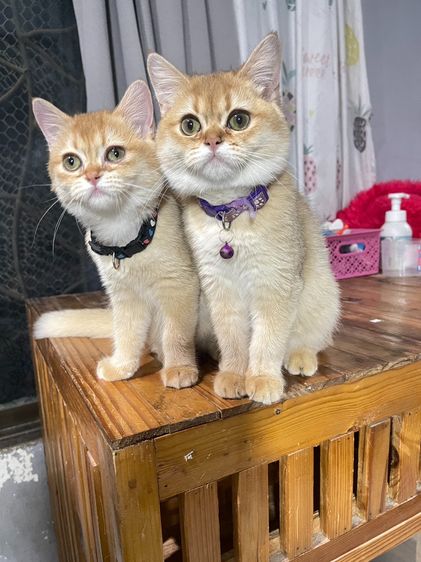 บริติช ชอทแฮร์ (British Shorthair)