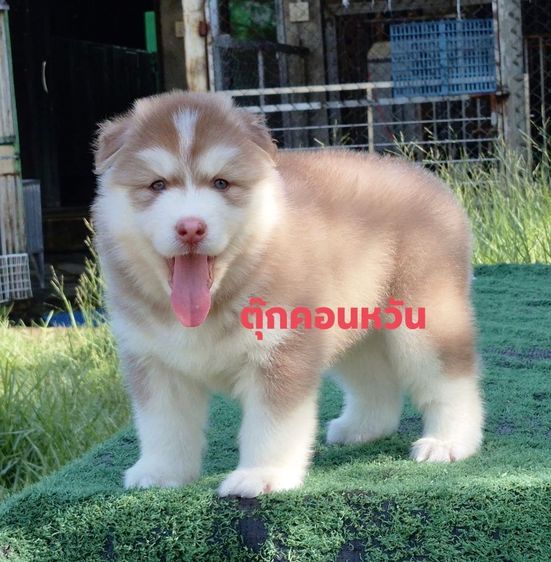 ไซบีเรียน ฮัสกี้ (Siberian Husky) เล็ก ขายสุนัข พันธุ์ไซบีเรียนค่ะ