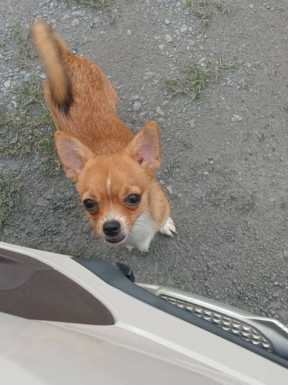 ชิวาวา (Chihuahua) กลาง ชิวาวา