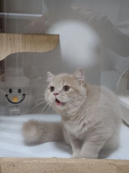 น้องได้บ้านแล้วครับ❗บริติชช็อตแฮร์ สายพันธุ์แท้ รูปที่ 4