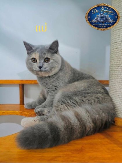 น้องได้บ้านแล้วครับ❗บริติชช็อตแฮร์ สายพันธุ์แท้ รูปที่ 8