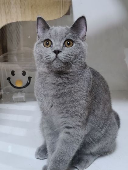 บริติช ชอร์ตแฮร์ (British Shorthair) เด็กหญิงบริติชช็อตแฮร์ แท้