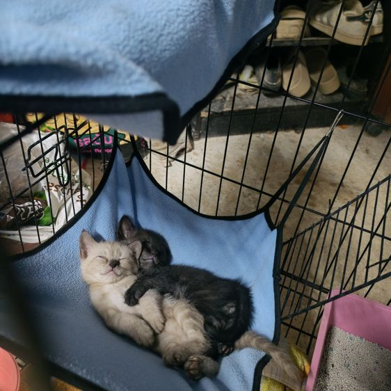 อเมริกัน ชอร์ตแฮร์ (American Shorthair) น้องผช.45วัน