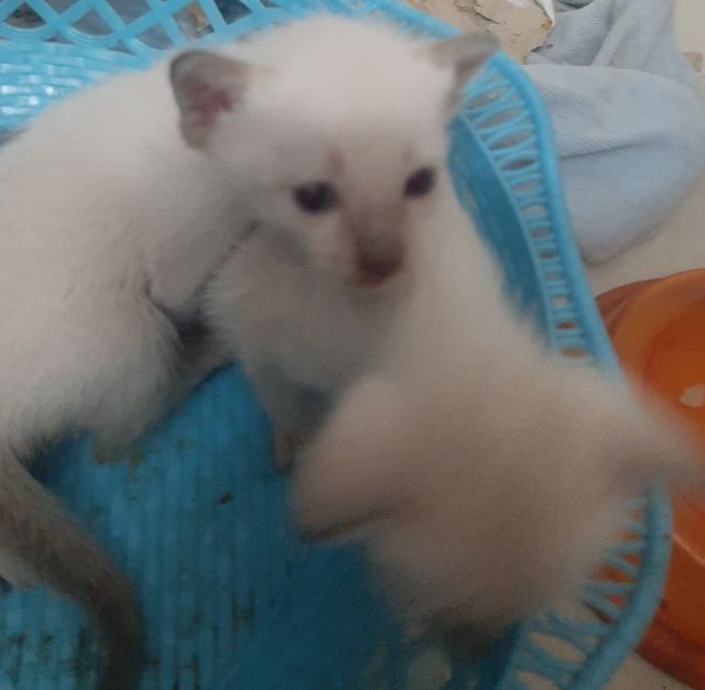 วิเชียรมาศ (Siamese Cat) แมววิเชียรมาส มีใบเพด