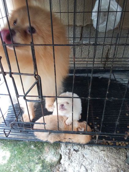 ปอมเมอเรเนียน (Pomeranian) เล็ก ขายแม่ปอมพร้อมลุก2ตัวรวม3ตัว4500
