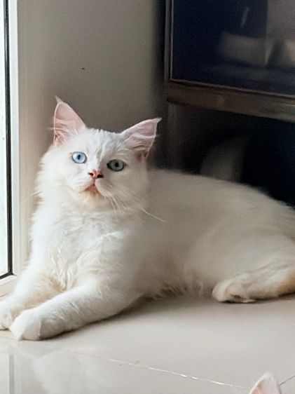 เปอร์เซีย (Persian) ขายแมวเปอร์เซียตาฟ้า สีหายาก