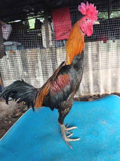 แบ่งไก่หนุ่ม 9 เดือน แข้งหน้าเดินได้ถอยได้ ตำหนิปากกระเทาะรอใครรอได้ปิดได้ครับ มีแนวทางนิดหน่อยสนใจสอบถามได้ครับ