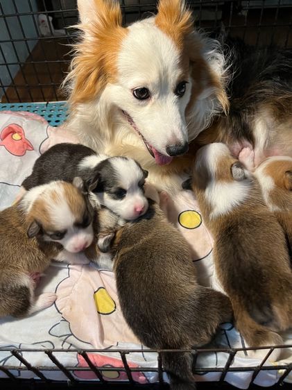 คอร์กี้ (Corgi) กลาง คอร์กี้