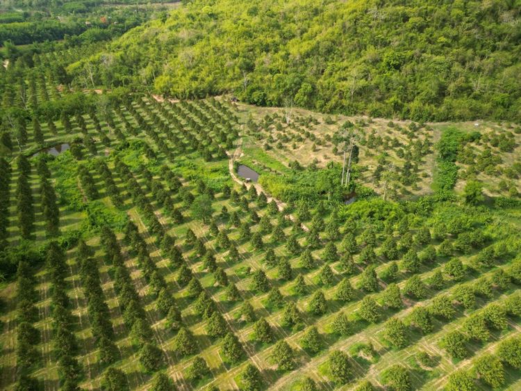 ใช่ 🌿 ขายที่ดินแปลงใหญ่ วิวธรรมชาติ จ.กาญจนบุรี 🌿 รูปที่ 2