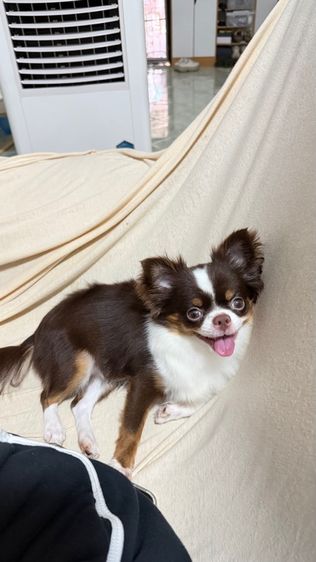 ชิวาวา (Chihuahua) เล็ก ชิวาว่า เพศเมีย 