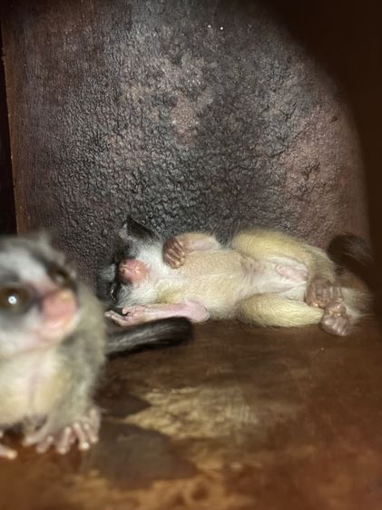 busgbaby new born