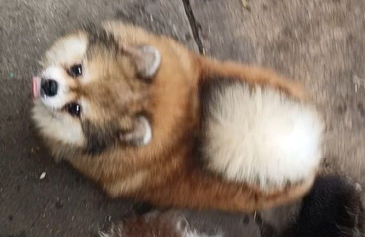 ปอมเมอเรเนียน (Pomeranian) เล็ก ปอม แม่พันธุ์หน้าหมี