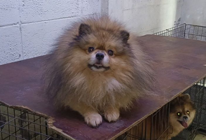 ปอมเมอเรเนียน (Pomeranian) เล็ก พ่อพันธุ์ สองปี ขี้อ้อน ขึ้นเก่งมาก