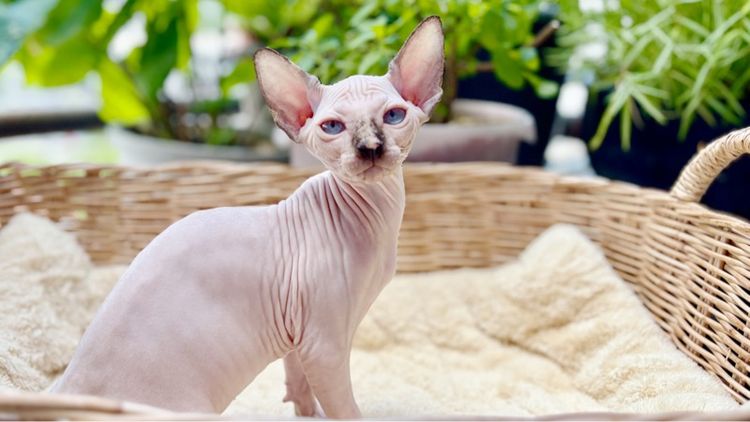 สฟิงซ์ (Sphynx) สาวน้อยสฟิงซ์น่ารักๆ