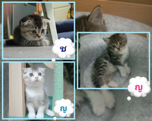 สก็อตติช โฟลด์ (Scottish Fold) แมว สกอตติช สีเทา🐾