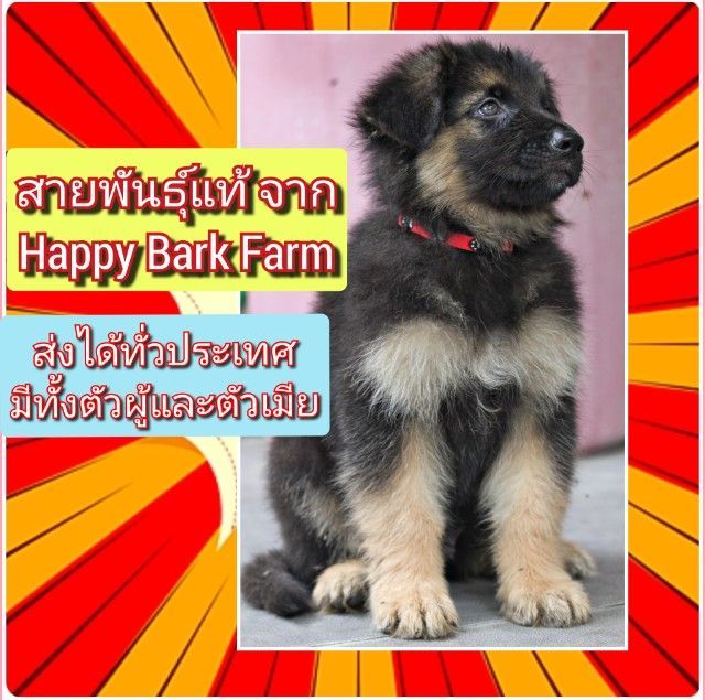 เยอรมันเชพเพิร์ด (German Shepherd) ใหญ่ ลูกหมา ลูกสุนัข เยอรมันเชพเพิร์ด k9 สายพันธุ์แท้ จากฟาร์ม ส่งได้ทั่วประเทศ ผู้ เมีย