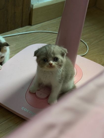 สก็อตติช โฟลด์ (Scottish Fold) ดช สก็อตติชหูพับน้ำตาลขาว
