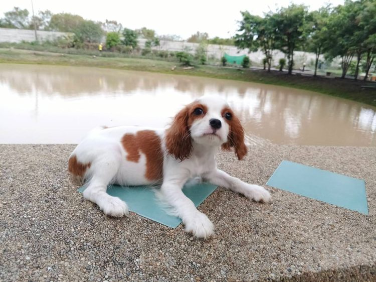 คาวาเลียร์ คิง ชาลส์ สแปเนียล (Cavalier King Charles Spaniel) เล็ก สา วน้อยคาวาเลียร์ คิง ชาลส์ สแปเนียล 