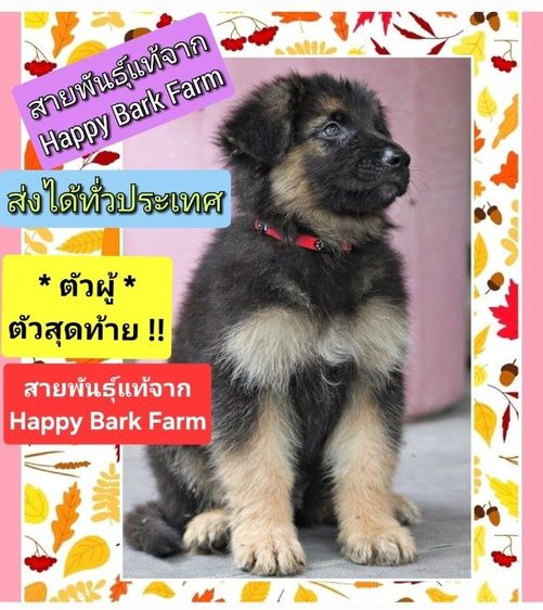 เยอรมันเชพเพิร์ด (German Shepherd) ใหญ่ ลูกหมา ตัวผู้ ลูกสุนัข เยอรมันเชพเพิร์ดแท้ k9 จากฟาร์ม ส่งได้ทั่วประเทศ ลดราคาพิเศษ