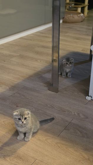 แมว Scottish fold  หู กระดิก  รูปที่ 2
